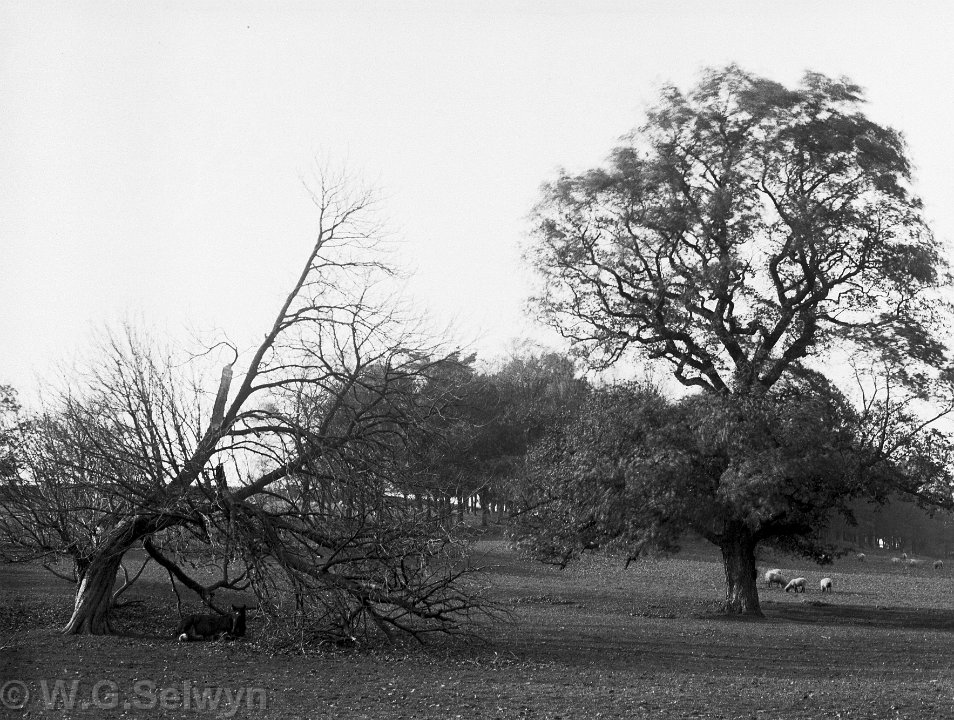 Landscape.jpg Same pair of trees as no. 9 in this box but different season. Sedgeford Park Original caption: