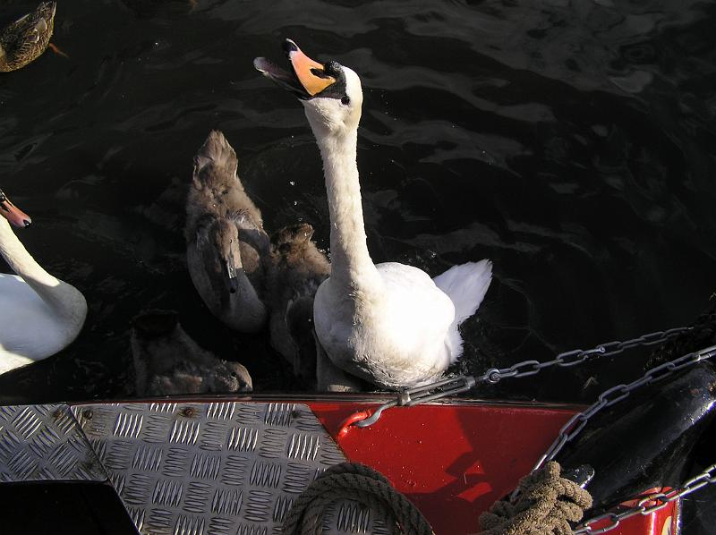 P8240118.JPG - Feeding the swans, Stockton Heath.