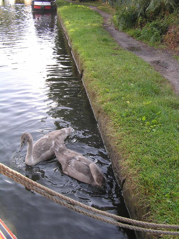 P8240120.JPG - Feeding the swans, Stockton Heath.