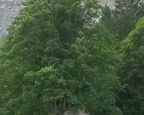20150809_153040 Trees on rock on the path from Trümmelbachfälle to Lauterbrunnen