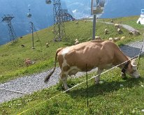 20150806_104120 Cow with clanging bell at the top of the First cablecar