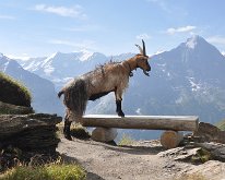Nikon_20150806_091227 Goat on the path to Bachalpsee