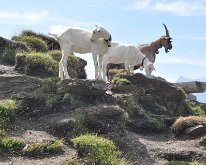 Nikon_20150806_091317 Goats on the path to Bachalpsee