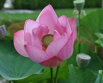 Nikon_20150804_150427 A lotus flower, the Botanical Garden, Geneva