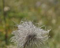 Nikon_20150811_114103 Alpine pasque flower seed head