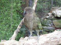 NZ02-Dec-15-17-42-59  Kea. Queenstown bird gardens.