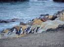 NZ02-Dec-11-21-28-32 * Little Blue Penguins, Oamaru. * 1984 x 1488 * (597KB)