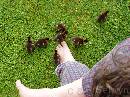 NZ02-Dec-12-07-27-30 * Ducklings nibbling Chris's feet, Oamaru. * 1984 x 1488 * (650KB)