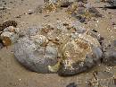 NZ02-Dec-12-12-17-21 * A broken Moeraki boulder.
Moeraki. * 1984 x 1488 * (638KB)