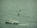 NZ02-Dec-12-17-17-32 * Royal Albatross.
Taiaroa head, Otago peninsula. * 1984 x 1488 * (581KB)