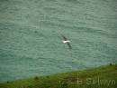 NZ02-Dec-12-17-18-28 * Royal Albatross.
Taiaroa head, Otago peninsula. * 1984 x 1488 * (567KB)