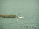NZ02-Dec-12-17-19-43 * Royal Albatross.
Taiaroa head, Otago peninsula. * 1984 x 1488 * (597KB)