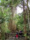 NZ02-Dec-18-15-26-43 * Totara Tree.
Peel Forest.
Methven * 1488 x 1984 * (728KB)