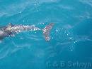 NZ02-Dec-20-10-50-36 * Dolphin.
Dolphin expedition.
Kaikoura. * 1984 x 1488 * (631KB)