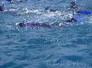 NZ02-Dec-20-11-07-12 * Chris acting like a dolphin.
Dolphin expedition.
Kaikoura. * 1984 x 1488 * (637KB)