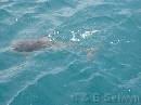 NZ02-Dec-20-11-10-54 * Dolphin.
Dolphin expedition.
Kaikoura. * 1984 x 1488 * (618KB)