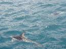NZ02-Dec-20-11-11-06 * Dolphin.
Dolphin expedition.
Kaikoura. * 1984 x 1488 * (637KB)