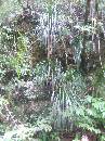 NZ02-Dec-24-11-36-04 * Vegetation.
Ruakuri scenic reserve.
Waitomo. * 1488 x 1984 * (599KB)