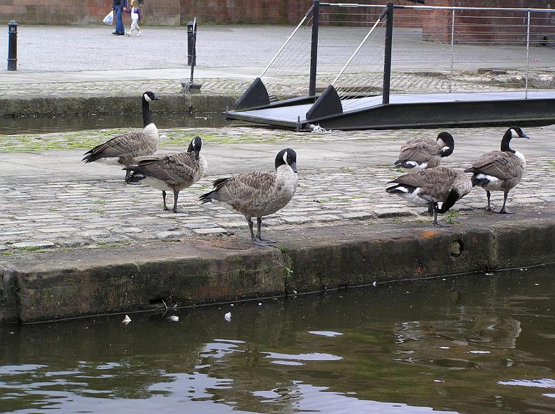 P8230088.JPG - Canada geese at Castlefield basin.