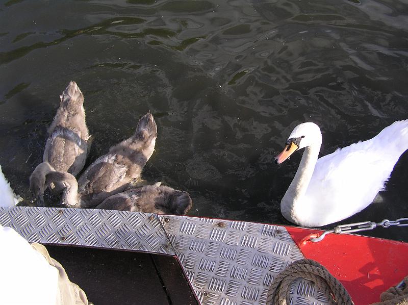 P8240114.JPG - Feeding the swans, Stockton Heath.