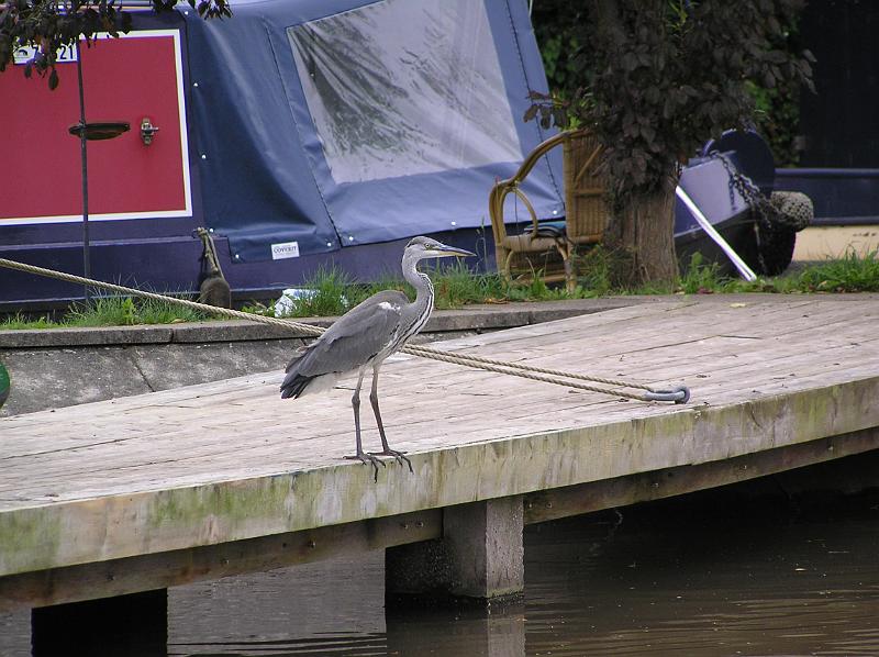 P8260159.JPG - Heron.