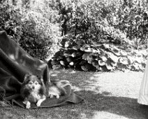 Dog on blanket in garden Original caption: Dog on blanket in garden