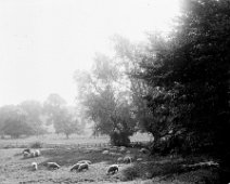 Field of sheep Original caption: Field of sheep