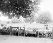 Sheep by tennis lawn The same merry-go-round as in Box 3a Original caption: Sheep by tennis lawn