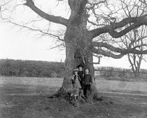 3 children in big oak Original caption: 3 children in big oak