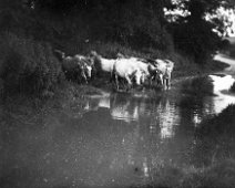 Horses or ponies in puddle Along the Fring Road? Original caption: Cows in puddle