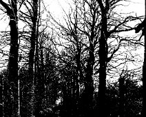 Woodland path Original caption: Woodland path