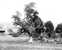 Oak tree at Glovers Farm, Fring Lane Original caption: Oak tree
