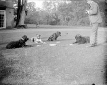 Dogs before meal on lawn, Sedgeford Hall Original caption: Dogs before meal on lawn