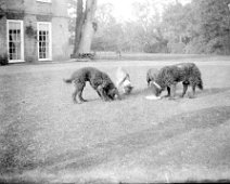 Dogs feeding on lawn, Sedgerford Hall Original caption: Dogs feeding on lawn