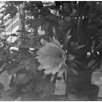 Cactus in flower Original caption: Cactus in flower