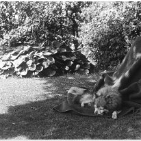 Dog on rug in garden Original caption: Dog on rug in garden