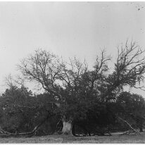 Heacham Hall tree Possibly The 'Pocahontas' Mulberry Tree Original caption: Heacham Hall tree