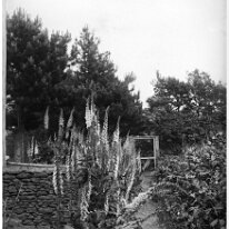 Mr. Mitchell's foxgloves Original caption: Mr. Mitchell's foxgloves