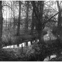 Heacham River at Sedgeford Original caption: Woodland with stream
