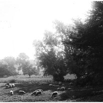 Field of sheep Original caption: Field of sheep