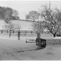 Chicken yard in snow Original caption: Chicken yard in snow