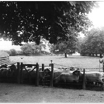 Sheep by tennis lawn The same merry-go-round as in Box 3a Original caption: Sheep by tennis lawn