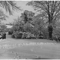 Donald in drive with dogs in deep snow Original caption: Donald in drive with dogs in deep snow