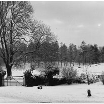 Garden white gate and woods in snow Original caption: Garden whie gate and woods in snow
