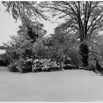 Tree by river in snow, and front drive to gate Original caption: Tree by river in snow, and front drive to gate