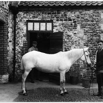 White pony, William & Wiltshire Sedgeford Hall stable yard. Original caption: White pony, William and Wiltshire