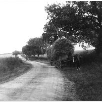 Haycarts on Heacham Rd Bottom of Sedgeford cemetery hill (west) Original caption: Haycarts on Heacham Rd