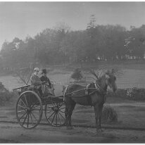 Gilbert driving gray mare Original caption: Gilbert driving gray mare