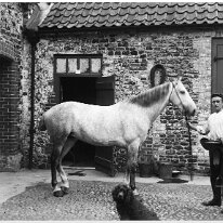 William holding gray mare Original caption: William holding gray mare