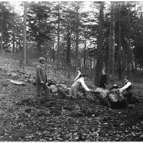 Family sawing wood Sedgeford Hall park Original caption: Family sawing wood